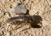 Lasioglossum sp.